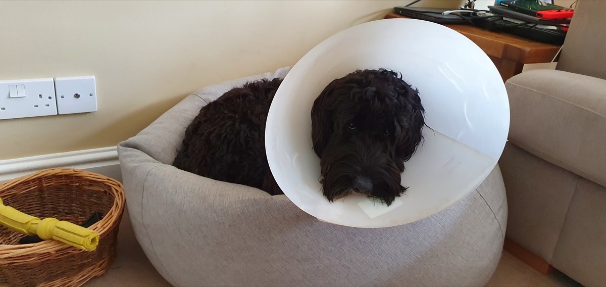 Avoid the `Cone of Shame` by securing application delivery pipelines from day&nbsp;0